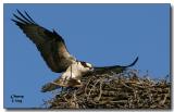 Osprey
