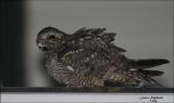 Nightjar - Lesser Nighthawk