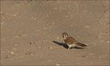 American Kestrel