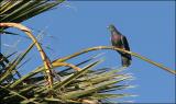 Rock Dove