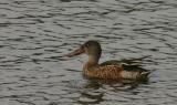 Northern Shoveler