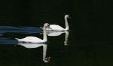 Birds - Swans