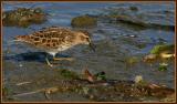 Black Turnstone