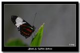 Butterfly - Black & White Helicon