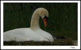 Mute Swan Nesting