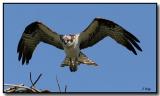 Osprey