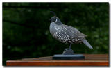 California Quail wood carving