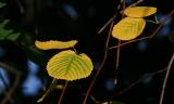 Golden Leaves