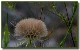 Roadside Flora