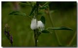 Spittle produced by Spittle Bug