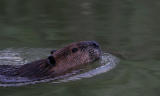 Beaver at Dusk