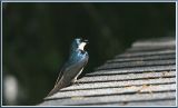 Tree Swallow