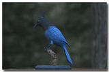 Stellers Jay wood carving