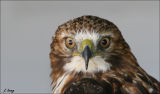 Ferruginous Hawk