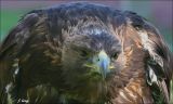 Birds - Raptors - Eagles, Hawks, Falcons, etc