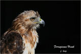 Ferruginous Hawk