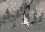 Ospey