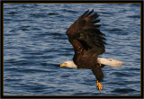 Bald Eagle at Dusk