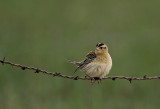 female Bobolink