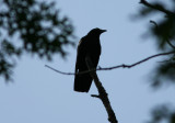 080624f American Crow Corvus brachyrhynchos Clinton Pequannok dam.jpg