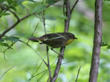 080624j Common Yellowthroat Geothlypis trichas female P4 Pequannok.jpg