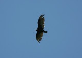 080625l Turkey Vulture Cathartes aura Pequannok.jpg