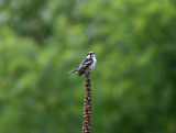 080625r Chestnut-sided Warbler Dendroica pensylvanica Paradise Road Pequannok.jpg