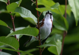 080625t Chestnut-sided Warbler Dendroica pensylvanica Paradise Road Pequannok.jpg