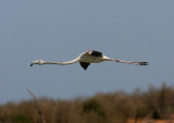 B5 081105 Greater Flamingo Phoenicopterus roseus Lake Beelalanta Toliara - Ifaty 1.jpg