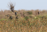 B7 081105 Hottentot Teal Anas Hottentota Toliara.jpg