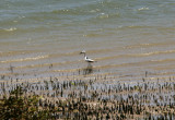 D4 081105 Crab Plover Dromas ardeola Toliar - Ifaty.jpg