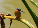G8 081111 Malagasy Kingfisher Alcedo vintsioides Perinet.jpg