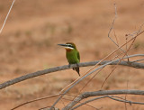 H1 081102 Madagascar Bee-eater Merops superciliosus Jardin de Roy Ranohira area 1.jpg