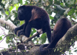 Mantled Howler Alouatta palliata La Selva OET Costa Rica 20100223a.jpg