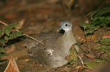 Great Tinamou Tinamaus major La Selva OET Costa Rica 20100223.jpg