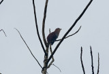 1na Squirrel Cuckoo Piaya cayana La Selva OET Costa Rica 20100223.jpg