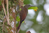 2m Streak-headed Woodcreeper Lepidocolaptes souleyetii La Selva OET Costa Riva 20100223b.jpg