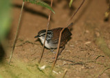 2v White-breasted Wood-Wren Henicorhina leucosticta Rancho Naturalista Costa Rica 20100222.jpg