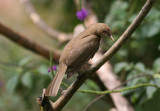 2x Clay-colored Robin Turdus grayi Rancho Naturalista Costa Rica 20100221.jpg