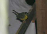 2z Golden-crowned Warbler Basileuterus culicivorus Rancho Naturalista Costa Rica 20100222.jpg