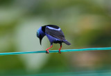 3b Red-legged Honeycreeper Cyanerpes cyaneus male Ivans Place Gambo Panama 20100219b.jpg