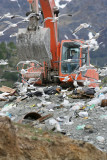 14a Ushuaia City dump 20101112.jpg