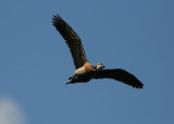 1030 White-faced Whistling-Duck, Dendrocygna viduata, Costanera Sur, Buenos Aires, 20101030.jpg