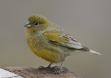 1103 Patagonian Yellow-Finch, Sicalis lebruni, male, Penisnula Valdez, Argentina, 20101102.jpg