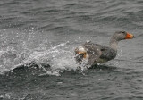 1111 Flightless Steamerduck, Tachyeres pteneres, Beagle canal, Argentina 20101111.jpg