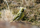 1112 Yellow-bridled Finch, Melanodera x xanthogramma, male, Lago Escondido, Argentina, 20101112.jpg