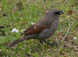 1030 Bay-winged Cowbird Molothrus b badius Costanera Sur Argentina 20101030.jpg