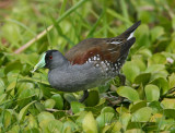 1030 Spot-flanked Gallinule Gallinula Melanops Costanera Sur Buenos Aires 20101020a.jpg