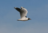 1031 Brown-hooded Gull Larus maculipennis Trelew Argentina 20101031.jpg