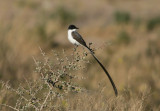 1101 Fork-tailed Flycatcher Tyrannus s savana Las Grutas Argentina 20101101.jpg